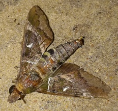 Nephele argentifera
