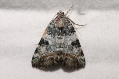 Catocala connubialis