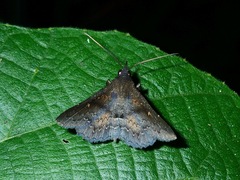 Stenocarsia sthenoptera