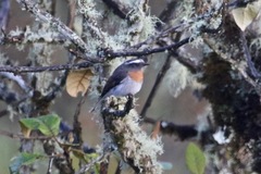 Ochthoeca rufipectoralis