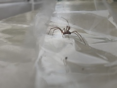 Arachnida