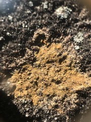 Ionaspis lacustris