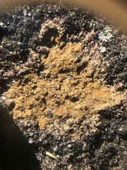 Ionaspis lacustris