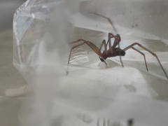Arachnida