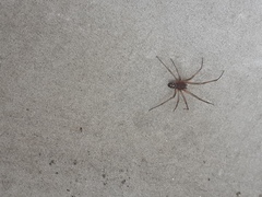 Arachnida