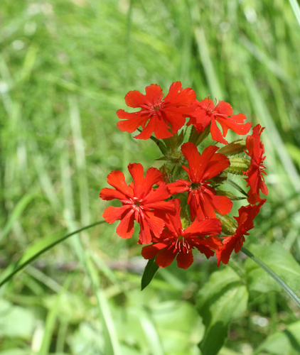 Silene chalcedonica