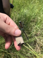 Somatochlora kennedyi