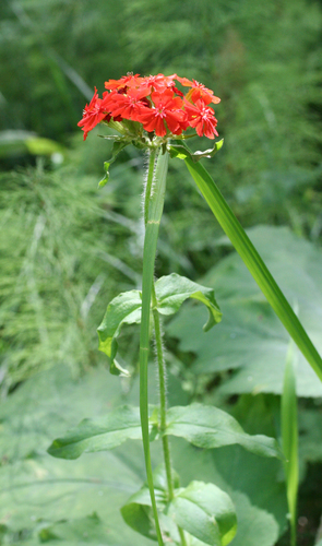 Silene chalcedonica