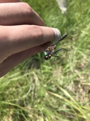 Somatochlora kennedyi