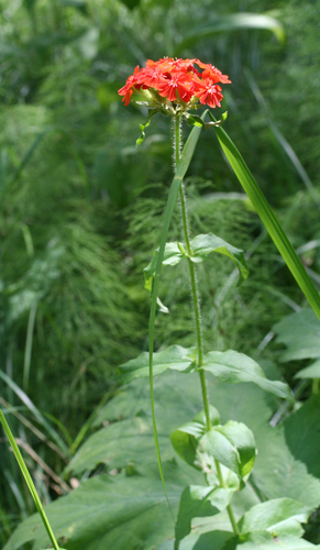 Silene chalcedonica