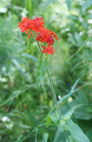 Silene chalcedonica