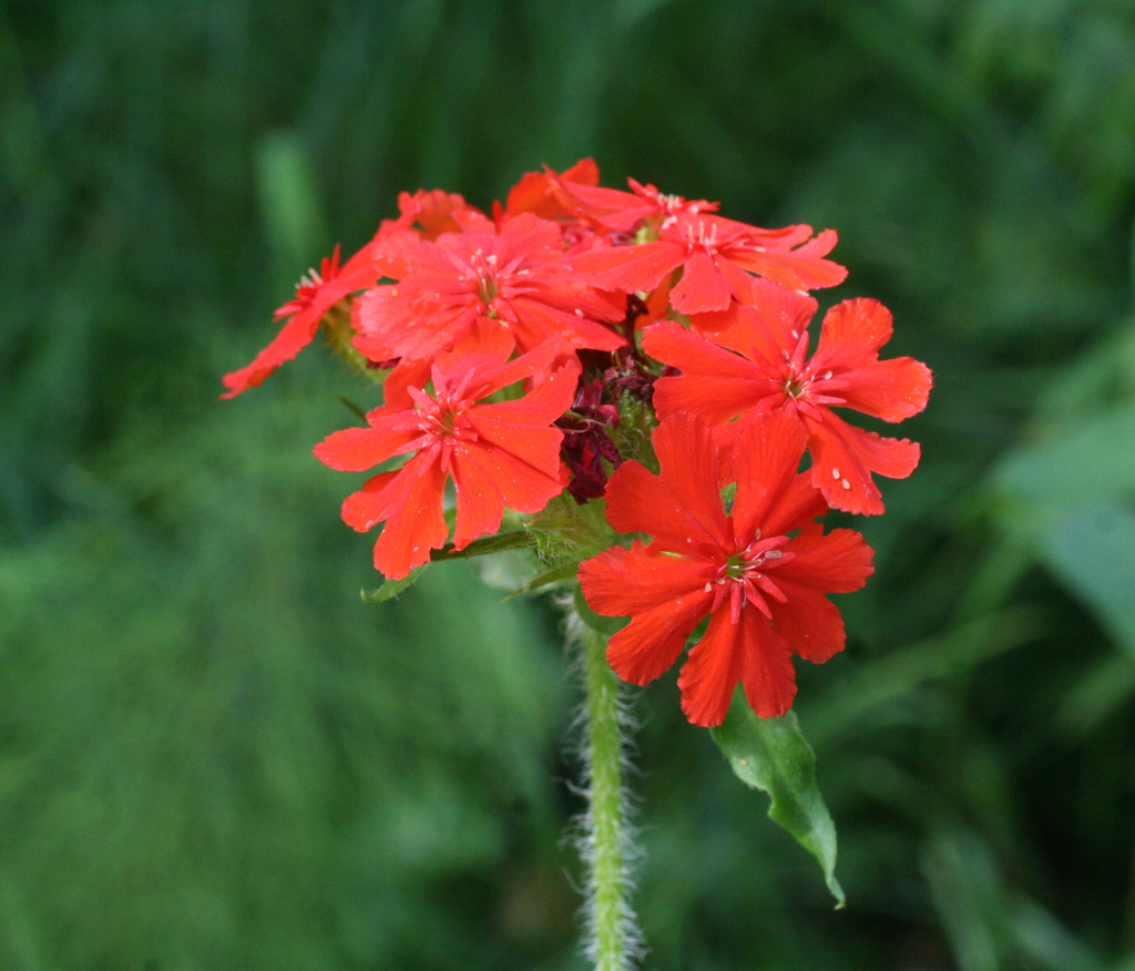 Silene chalcedonica, Russia, Novosibirsk Province and District, Lozhok village environs, the Zyryanka Rivulet headwaters, tall valley forest meadow