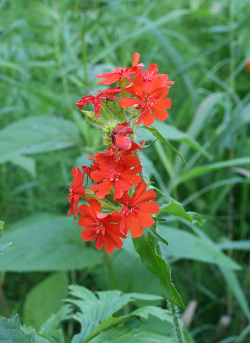 Silene chalcedonica