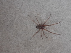 Arachnida