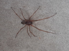 Arachnida
