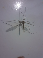 Tipula