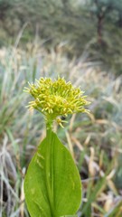 Malaxis hieronymi