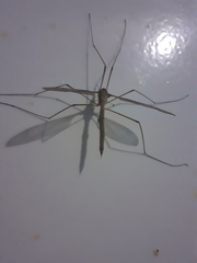 Tipula