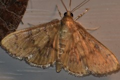 Psara obscuralis