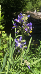 Polemonium occidentale occidentale