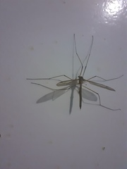 Tipula