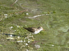 Actitis macularius