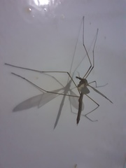 Tipula