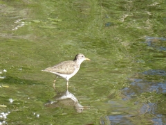 Actitis macularius