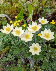 Anemone drummondii