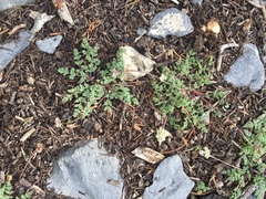 Cymopterus glomeratus