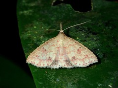 Metaphoenia
