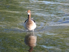 Recurvirostra americana