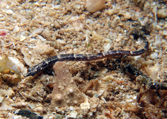 Micrognathus micronotopterus