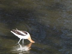 Recurvirostra americana