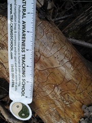 Pityogenes bidentatus