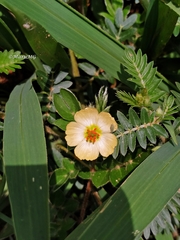Kallstroemia rosei