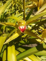 Cymbidium