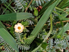 Kallstroemia rosei