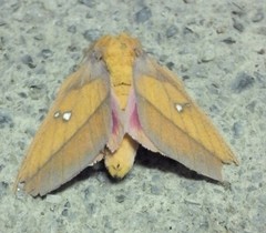 Syssphinx blanchardi