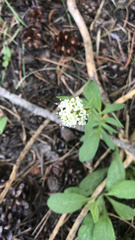 Valeriana californica
