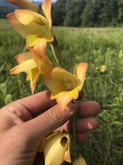 Gladiolus dalenii