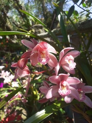 Cymbidium