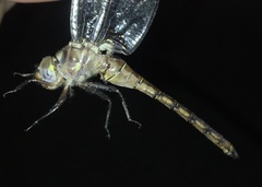 Neurocordulia yamaskanensis