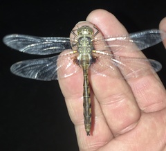 Neurocordulia yamaskanensis