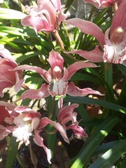 Cymbidium