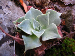 Dudleya cymosa pumila