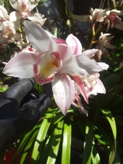 Cymbidium