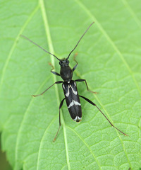 Rhaphuma gracilipes