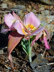 Calochortus persistens