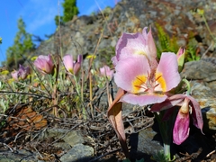 Calochortus persistens